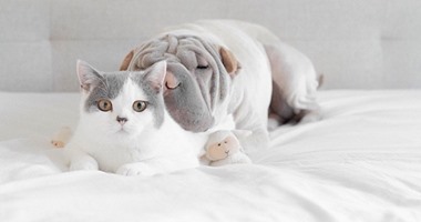 بالصور.. علاقة صداقة نادرة بين كلب أمريكى وقط من النمسا