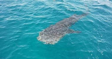 بالصور.. ظهور سمكة الحوت القرش المسالمة بالقرب من شواطئ الغردقة