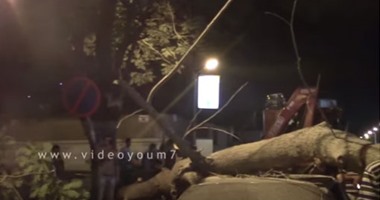 بالفيديو.. سقوط شجرة عملاقة تدمر سيارة بالمهندسين