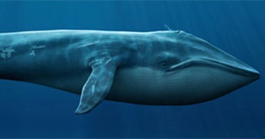 5 حقائق طريفة عن الحيتان الزرقاء لسانه وزن الفيل وقلبه قد المينى كوبر اليوم السابع