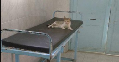 صحافة المواطن: القطط تحتل أسرة المرضى بمستشفى بسيون فى الغربية