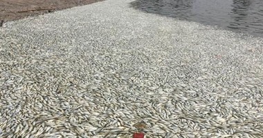 وسائل إعلام صينية تنشر صورا لآلاف الأسماك النافقة بالقرب من تيانجين