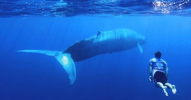 بالصور والفيديو.. شاب يحقق حلم حياته بالسباحة بجوار الحيتان الزرقاء