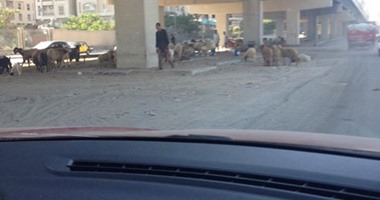 "صحافة المواطن".. شكوى من "سوق أغنام" أسفل كوبرى محرم بك بالإسكندرية