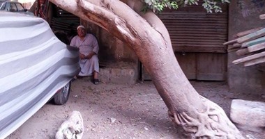 بالصور.. مريدو"السيدة سكينة" يتباركون بشجرة ونباتات تحمل لفظ الجلالة و"محمد"