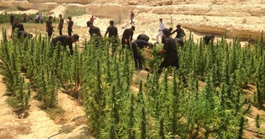 ضبط مزرعة بانجو ومخزن مواد مخدرة بجنوب سيناء 