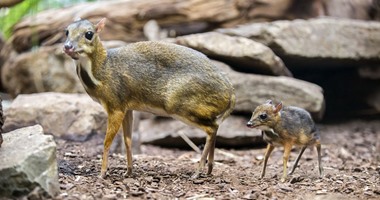 بالصور.. شارك الغزالة الصغيرة  "جاوا" استكشاف عالمها الجديد