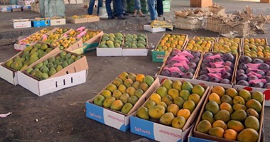  الزراعة تعلن فتح أسواق جنوب أفريقيا أمام المانجو المصرية لأول مرة