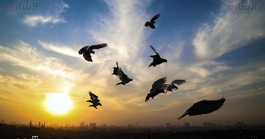 نفوق 400 من الطيور المهاجرة إثر ارتطامها بناطحة سحاب فى تكساس