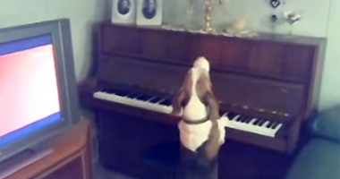 بالفيديو.. كلب يغنى ويعزف على البيانو