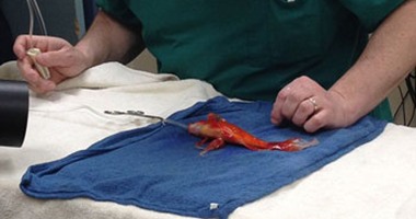 بالصور.."ديلى ميل":عملية جراحية دقيقة لإزالة ورم من رأس سمكة ذهبية