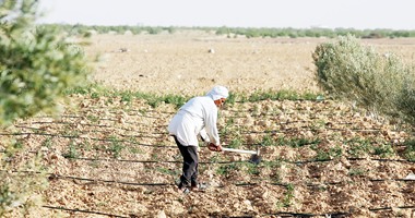 "أكاديمية البحث" تبحث إطلاق حملة قومية لدعم "الزراعة الملحية" فى مصر