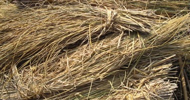 خبراء: 12 مليون طن مخلفات نباتية سنويا لا يستفاد منها.. ويحرقها الفلاحون على الترع والمصارف.. و"البيئة": خطة على مدار 15 عاما للتخلص من 21 مليون طن.. وميزانية سنوية لمشروعات جمع ونقل وتدوير المخلفات