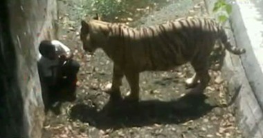 بالفيديو.. نمر أبيض يمزق شابا داخل حديقة حيوان فى الهند