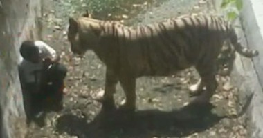 بالفيديو.. نمر أبيض يمزق شابا داخل حديقة حيوان فى الهند