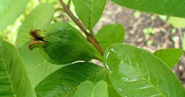 تعرف على فوائد شاى أوراق الجوافة.. يعالج اللثة ويحمى من السرطان