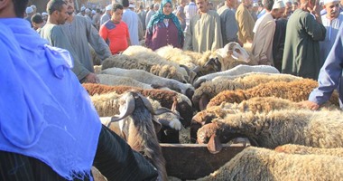 "الزراعة": تحصين 1.9 مليون رأس ماشية ضد 5 أمراض وبائية خلال شهر