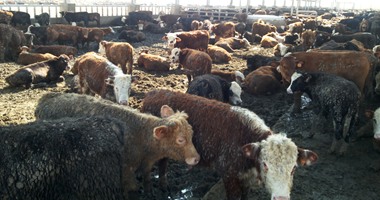 "الزراعة" تستقبل 9 آلاف رأس ماشية للتربية والذبيح الفورى و17 ألف طن لحوم