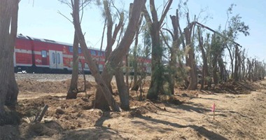 بالصور تصديقا لحديث النبى أشجار الغرقد تحمى اليهود من صواريخ غزة اليوم السابع