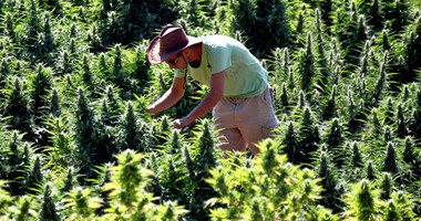 وزارة العدل الأمريكية تصرح للهنود بزراعة "الماريجوانا" فى أراضيهم
