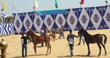 فنون شعبية ومسابقات للخيل فى مهرجان الخيول العربية بالشرقية