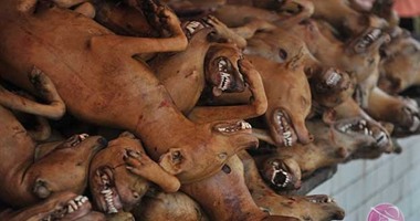 الصين تقتل 5 آلاف كلباً بسبب تفشى مرض "داء الكلب"