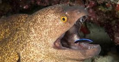 "البيئة" تحذر من عضات "ثعبان البحر" بعد ظهوره بالقرب من جزيرة الجفتون