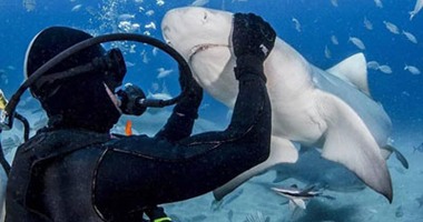 كوبا تعلن مبادرة لحماية أسماك القرش