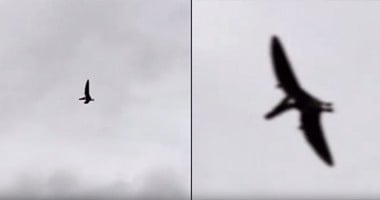 بالفيديو.. الطائر المجنح يحلق فى سماء ولاية "إيداهو" بأمريكا