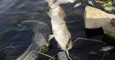 إعدام 1000 كيلو من الأسماك النافقة بالبحيرة قبل تسربها للأسواق