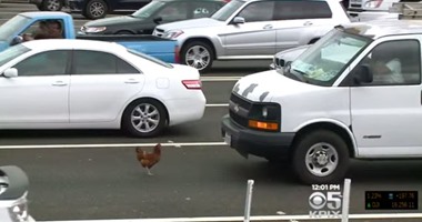 بالفيديو.. القبض على دجاجة تسببت فى اختناق مرورى بطريق سريع فى أمريكا