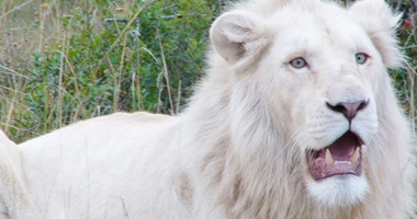 بالفيديو.. حديقة حيوان تعرض لقطات لأول أسد أبيض اللون فى البرازيل