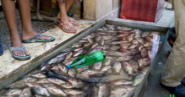 مباحث التموين تضبط 1200 كيلو سمك مجهولة المصدر قبل بيعها فى قنا