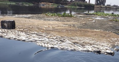 مدير الثروة السمكية بالفيوم لمحلب: نفوق الأسماك بالبحيرة بسبب ترسبات عضوية 