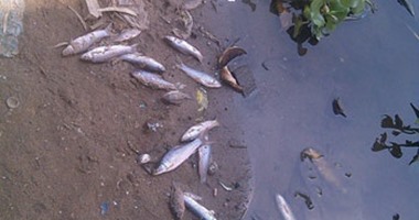 قارئ يشارك "صحافة المواطن" بصور نفوق الأسماك بسبب صرف مخلفات الشركات بالنيل