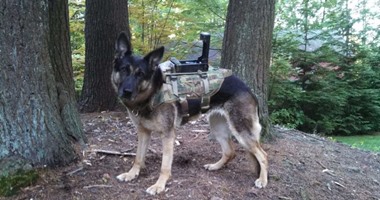 علماء يبتكرون جهازا يحول الكلاب إلى جنود حرب ويمكنهم من التجسس