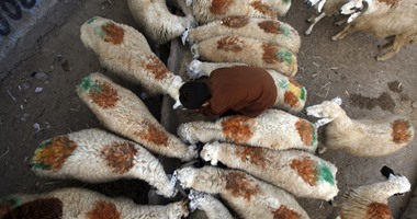 بالصور.. مسلمو باكستان يستعدون لعيد الأضحى بالأغنام والأبقار والإبل
