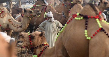 بص على الحلاوة.. تجار المواشى بباكستان يزينون الجمال لبيعها كأضاحى