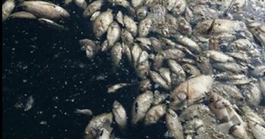 صحافة المواطن.. قارئ يرصد نفوق كميات من الأسماك على سطح النيل بالمنوفية