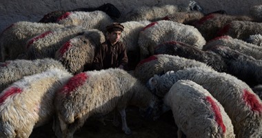 بالصور.. أسواق الماشية فى العراق وأفغانستان تستعد لعيد الأضحى