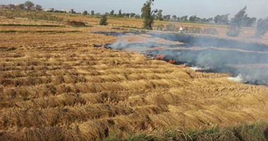 مزارع يتهم آخر بإحراق محصول الذرة خاصته بجرجا سوهاج بسبب خلافات عائلية