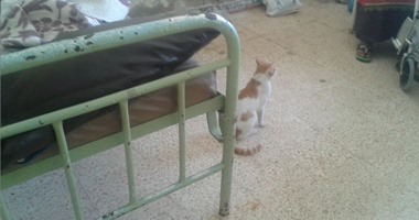 صحافة المواطن : انتشار القطط والقمامة داخل غرف المرضى بمستشفى برج العرب العام