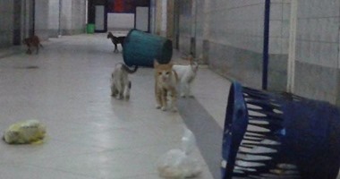 "صحافة المواطن".. انتشار القطط داخل طرقات مستشفى أبو تيج المركزى بأسيوط