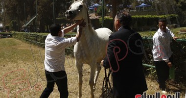 اليوم.. انطلاق مهرجان البحيرة الدولى للخيول العربية الأصيلة