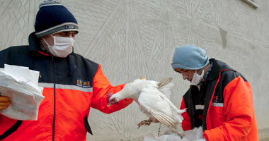 إعدام ملايين الدواجن بالولايات المتحدة لوقف انتشار إنفلونزا الطيور