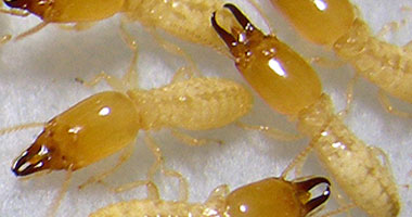 العثور على عش للنمل الأبيض فى الكونغو  يعود عمره إلى 2000 عام
