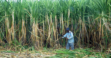 مزارعو قصب السكر بالأقصر يرحبون بصرف 80 مليون جنيه من مستحقاتهم