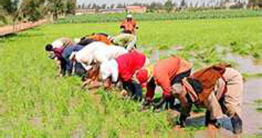 فلاحو الشرقية يواصلون الصراع القضائى للحصول على حقهم فى زراعة الأرز