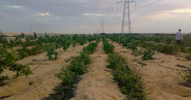 بحوث الصحراء: دراسة لحساب الاستهلاك المائي لأشجار الزيتون لتنفيذ الرى الذكى