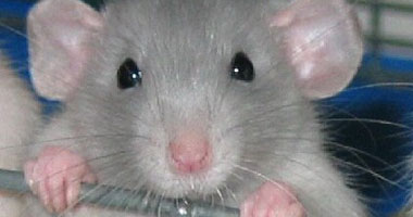 3 وزارات تعد حملات مكثفة لنشر مبيدات مكافحة الفئران للحد من تكاثرها